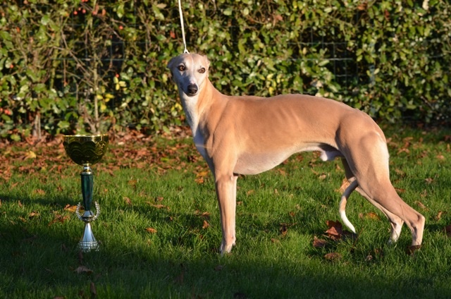 boxing helena's Kode romeo - CACS/CACIB