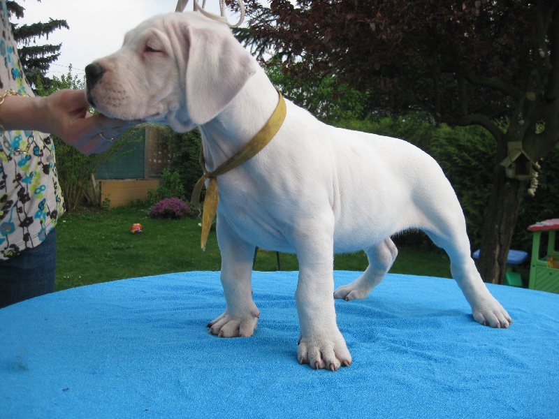 Chiot Elevage don Dogo de la Bahia Blanca eleveur de