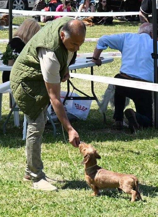 Nain poil dur - titeuf of Sea Bird Sanctuary