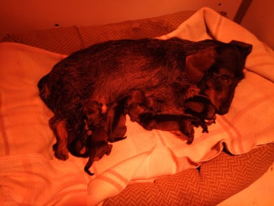 Les chiots de Teckel poil dur