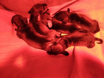 Les chiots de Teckel poil dur