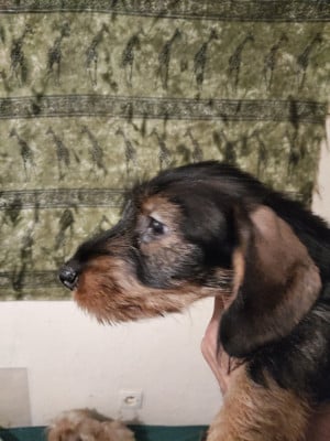 Les chiots de Teckel poil dur