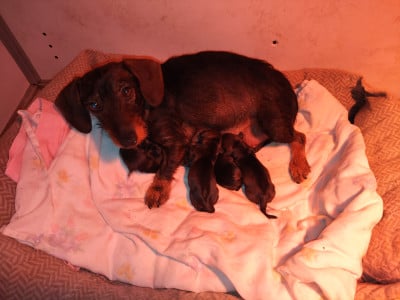 Les chiots de Teckel poil dur