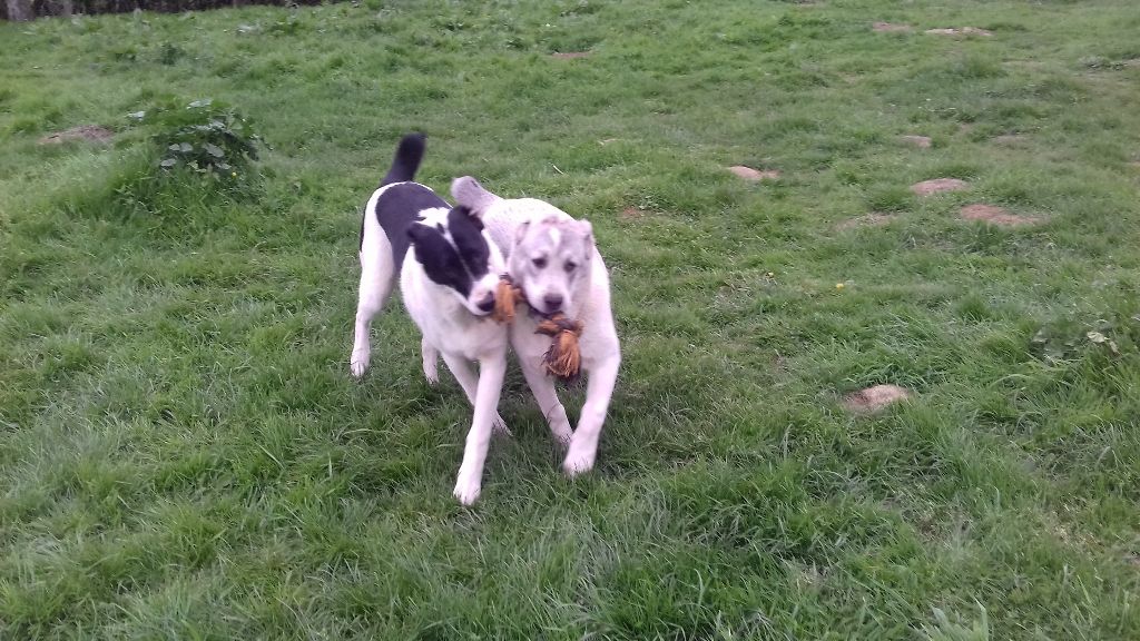Accueil Elevage Of Sea Bird Sanctuary Eleveur De Chiens
