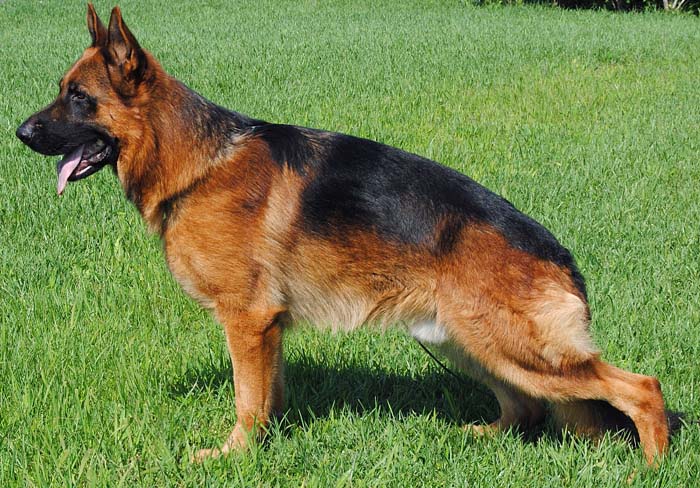 Publication : de la Cité d'Emeraude Auteur : Sparta Richard