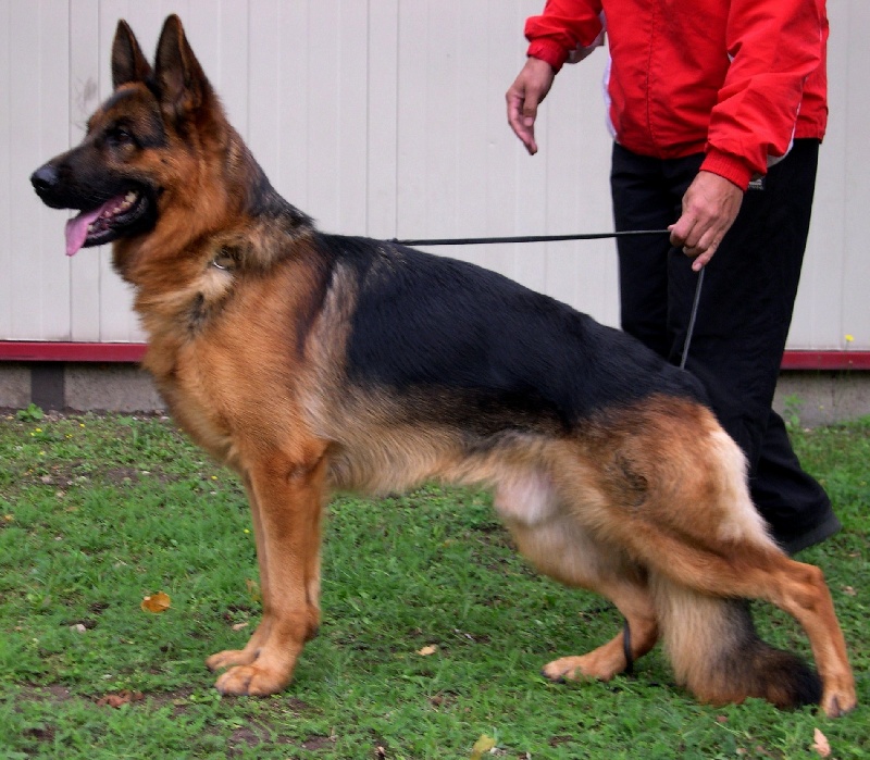 CH. Lax V holtkamper see - BH / Schutzhund1 / kkl1