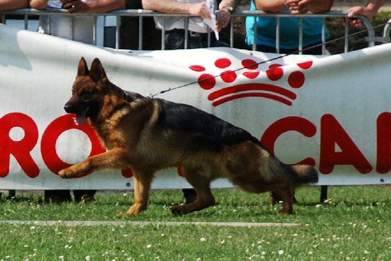 CH. Lax V holtkamper see - 1ER EXELLENT (en Classe Travail Mâle)