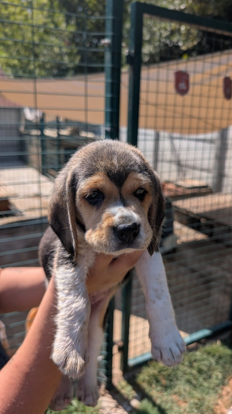 CHIOT 2 - Beagle