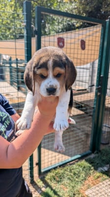 Les chiots de Beagle