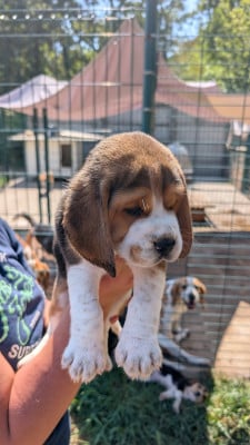 Les chiots de Beagle