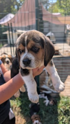 Les chiots de Beagle