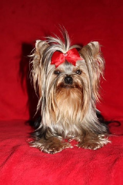 Illusion lovely girl of American Feeling