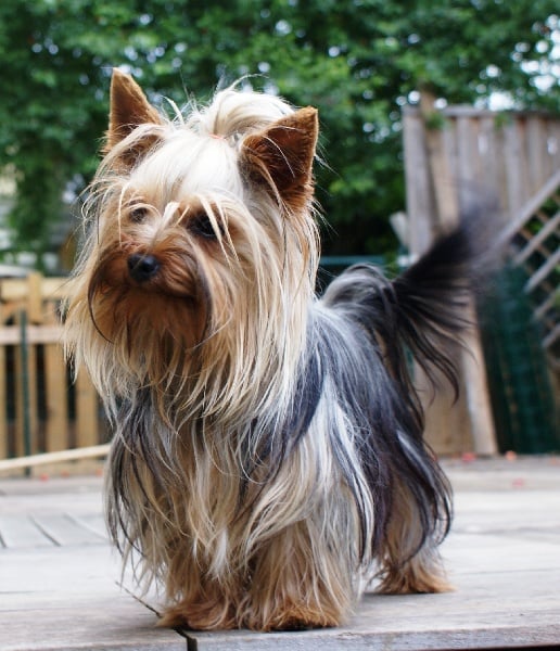 (Sans Affixe) Fidji (dnepr elita finelle)