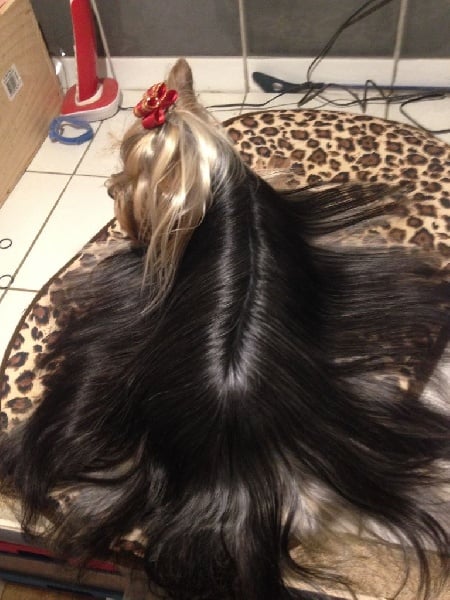 Hollywood star of American Feeling