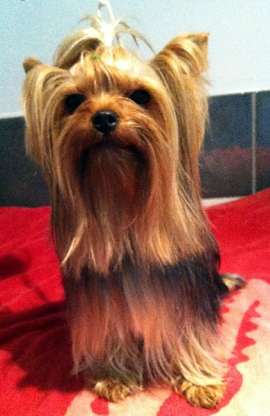 Publication : of American Feeling Auteur : july cardoso