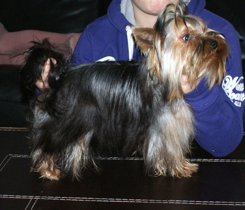 (Sans Affixe) Fidji (dnepr elita finelle)