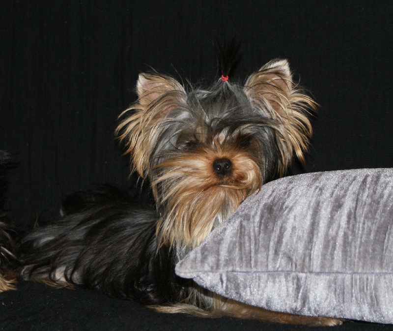 Publication : of American Feeling Auteur : july cardoso