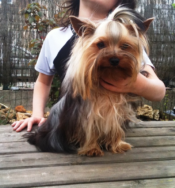 (Sans Affixe) Fidji (dnepr elita finelle)