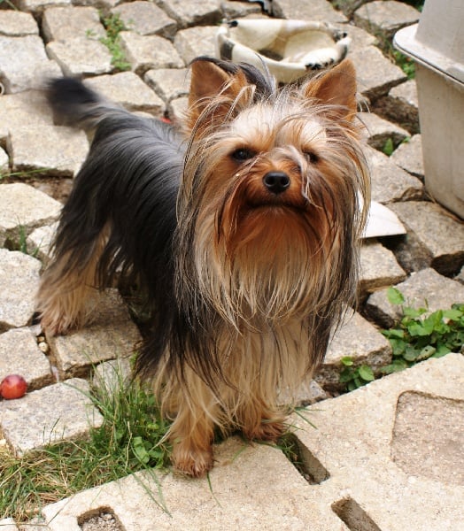 Publication : of American Feeling Auteur : july cardoso