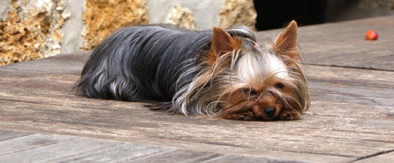 Publication : of American Feeling Auteur : july cardoso