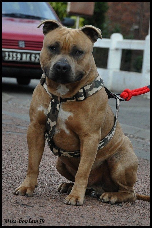 Publication : of American Feeling