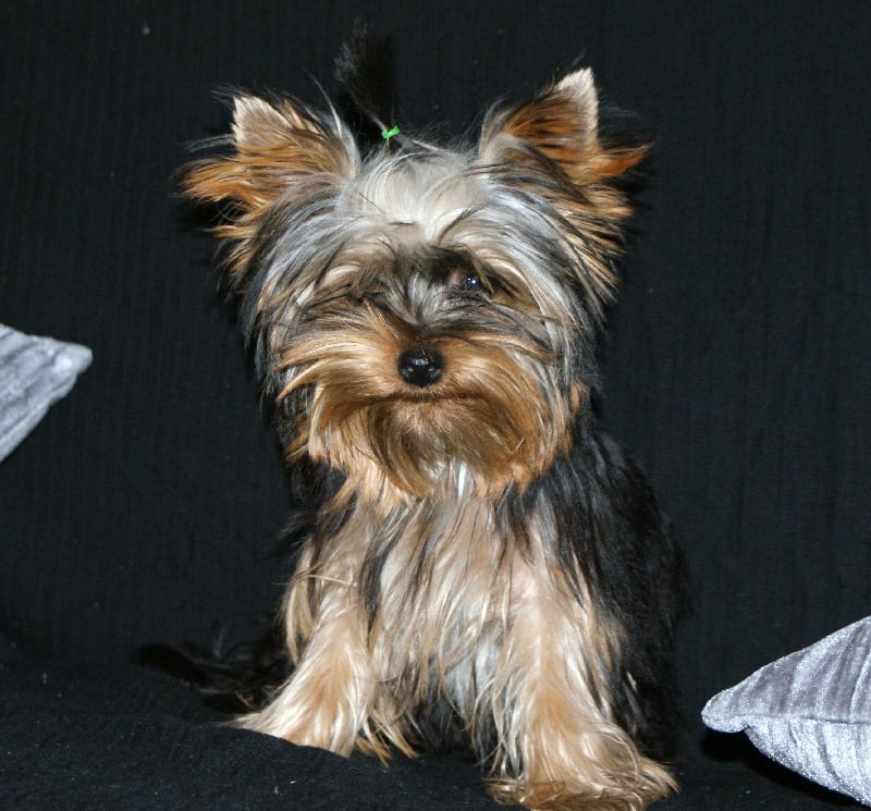 (Sans Affixe) Fidji (dnepr elita finelle)