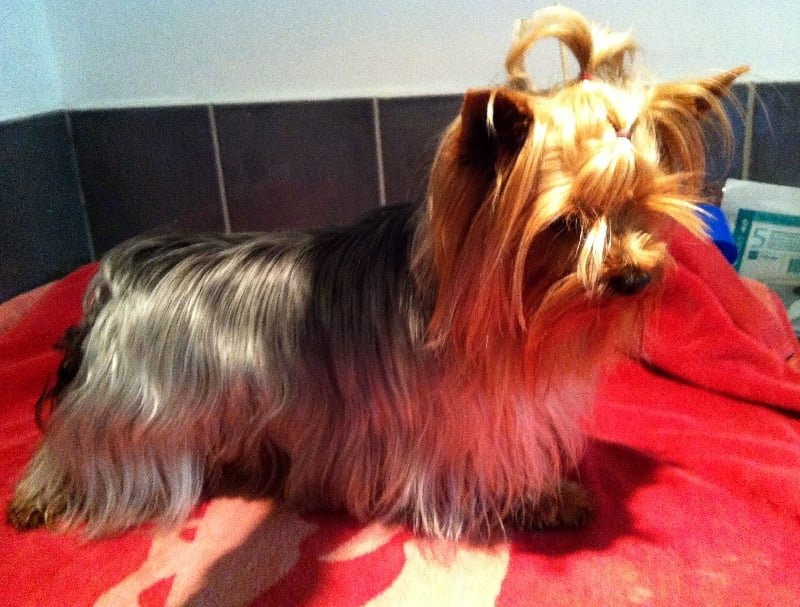 (Sans Affixe) Fidji (dnepr elita finelle)