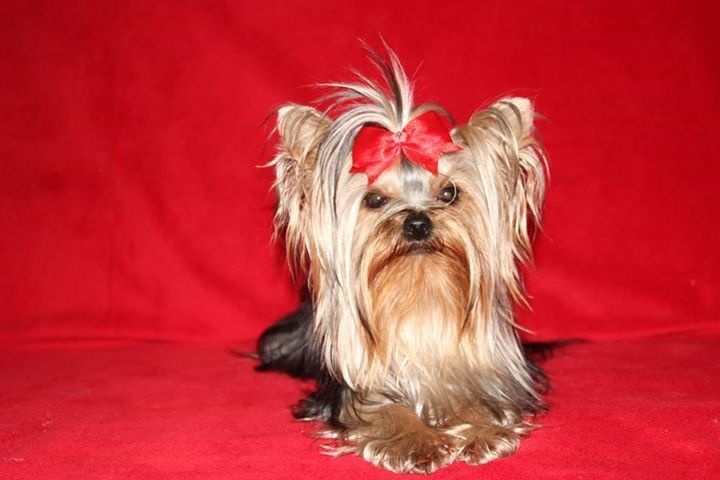 Illusion lovely girl of American Feeling