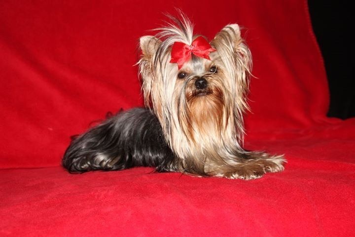 Illusion lovely girl of American Feeling