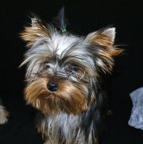 (Sans Affixe) Fidji (dnepr elita finelle)