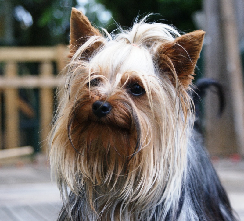 (Sans Affixe) Fidji (dnepr elita finelle)