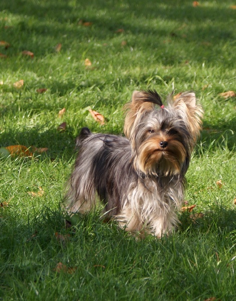 Publication : of American Feeling Auteur : july cardoso