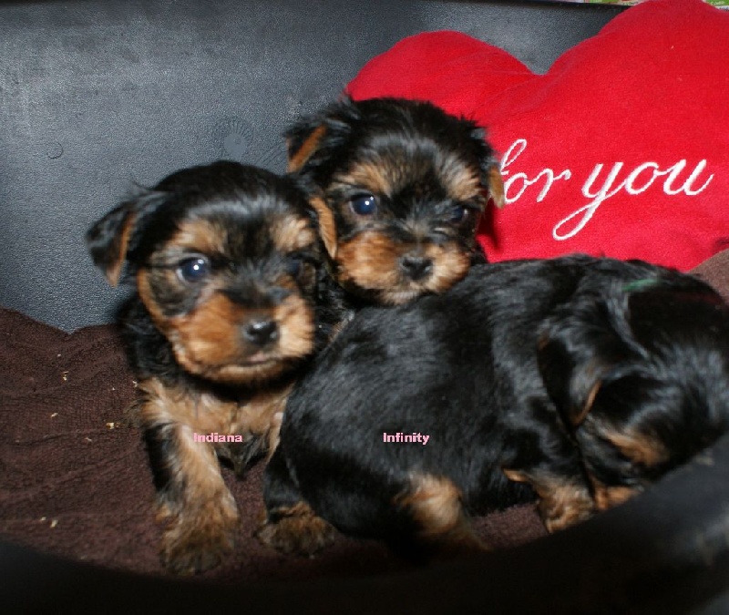 Illusion lovely girl of American Feeling