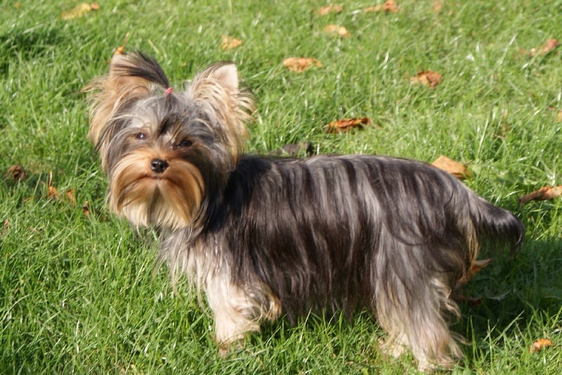 Publication : of American Feeling Auteur : july cardoso