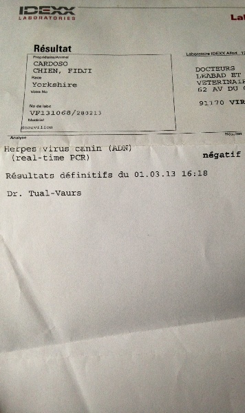 (Sans Affixe) Fidji (dnepr elita finelle)