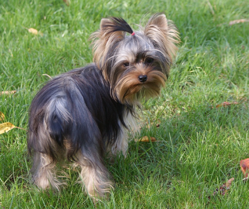 Publication : of American Feeling Auteur : july cardoso