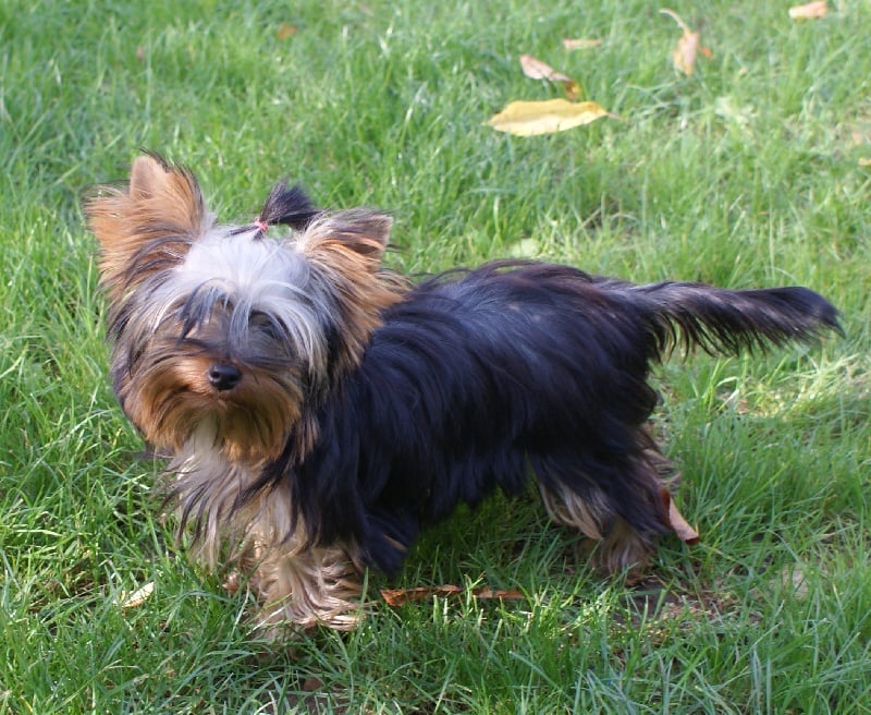 (Sans Affixe) Fidji (dnepr elita finelle)