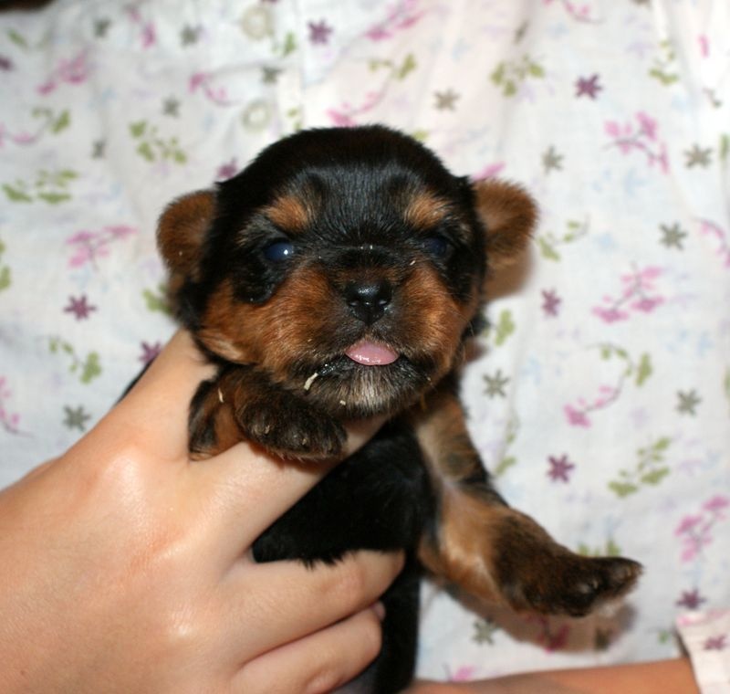 Illusion lovely girl of American Feeling