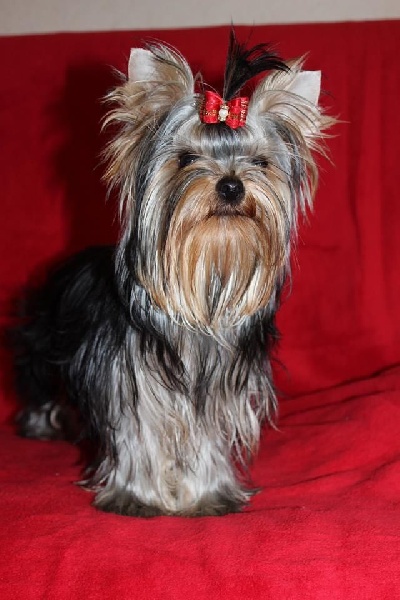 Illusion lovely girl of American Feeling