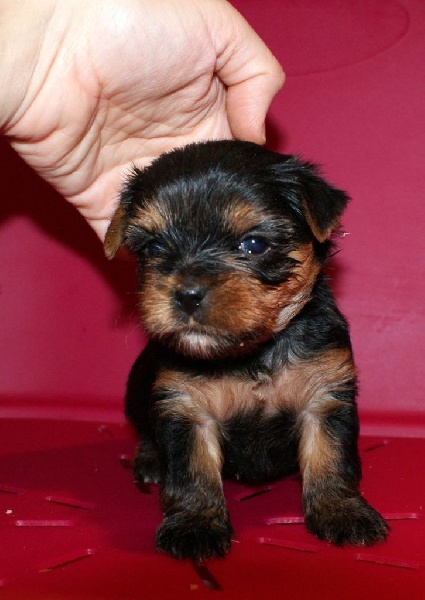 Illusion lovely girl of American Feeling