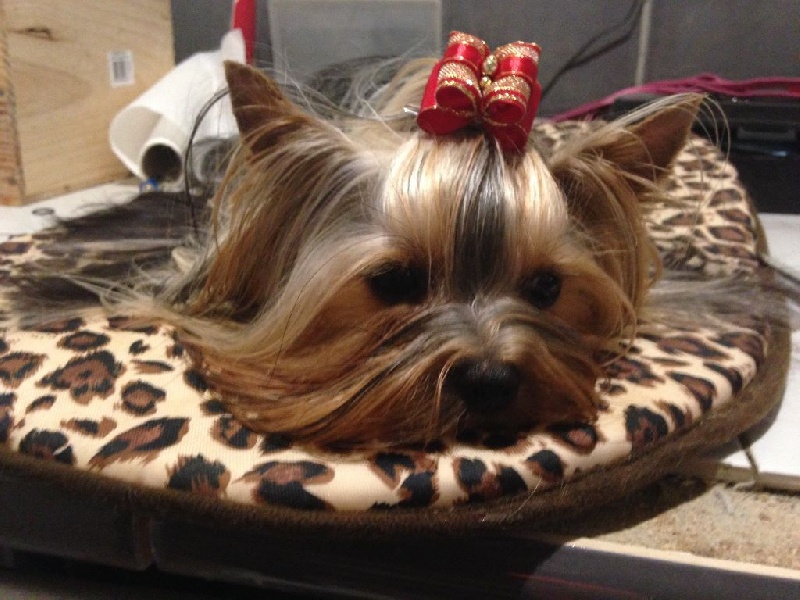 Hollywood star of American Feeling