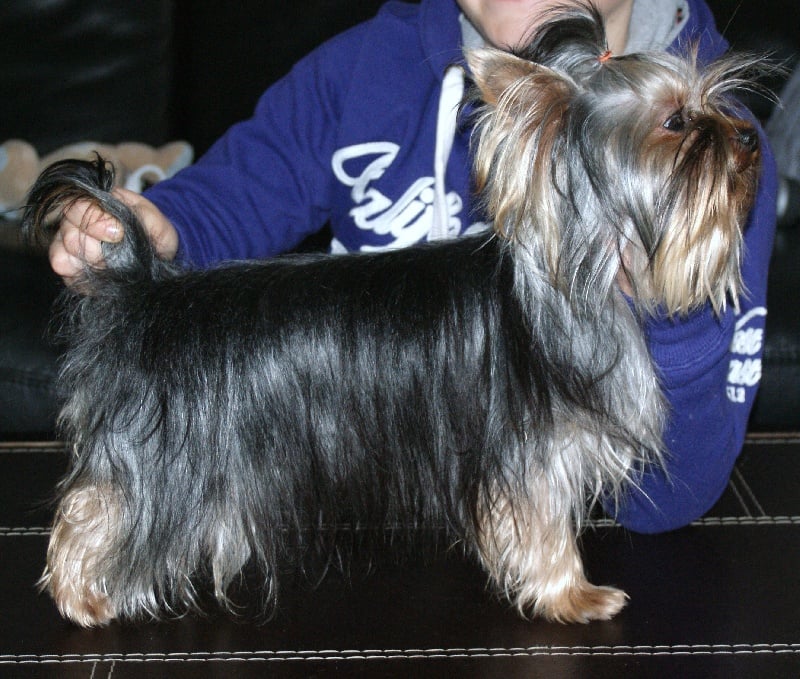 Publication : of American Feeling Auteur : july cardoso