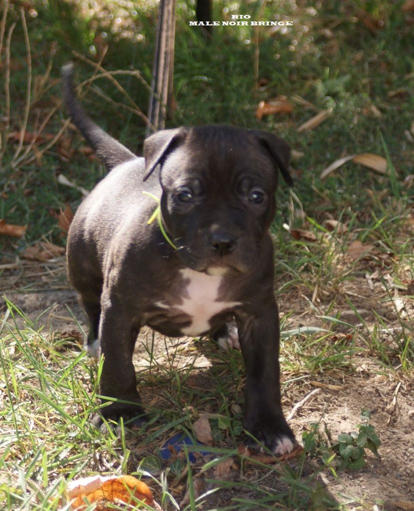 Chiot American Staffordshire Terrier, RIO DARK CHRONOS