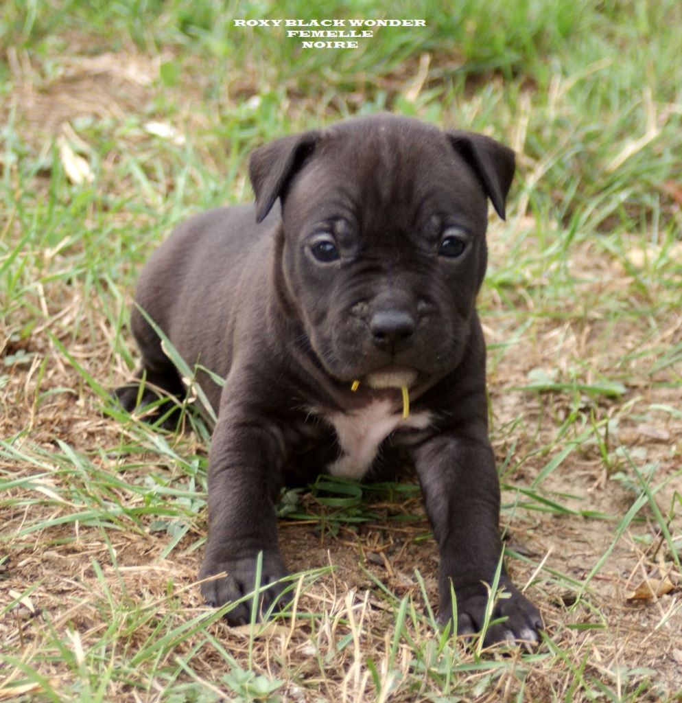 Chiot American Staffordshire Terrier, ROXY BLACK WONDER