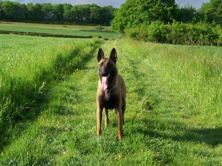Belle aventure dit blue danse avec les malinois