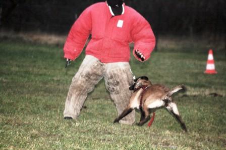 Belle aventure dit blue danse avec les malinois