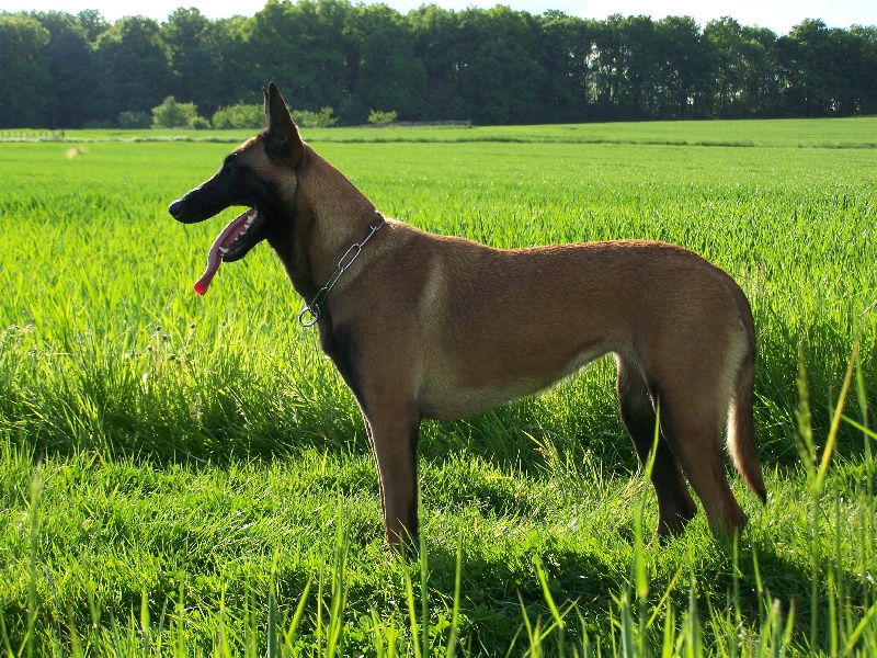 Belle aventure dit blue danse avec les malinois
