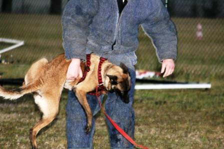 Belle aventure dit blue danse avec les malinois