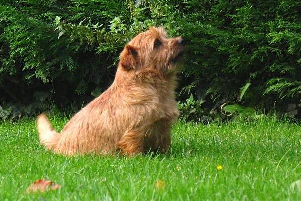 Publication : boomer Auteur : Norfolk Terrier elevage Boomer