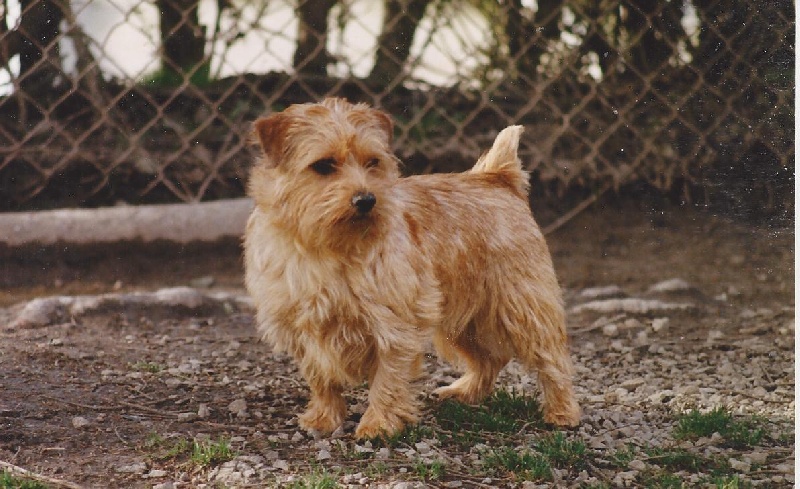 Publication : boomer Auteur : Norfolk Terrier elevage Boomer